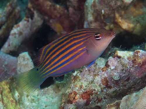 A six-line wrasse with blue stripes on orange