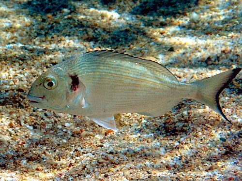 A photo of a Gilt-head Bream