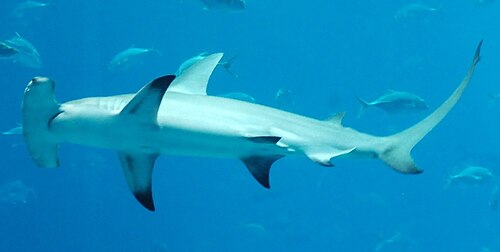 A photo of a Great Hammerhead