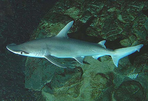 A photo of a Bonnethead Shark