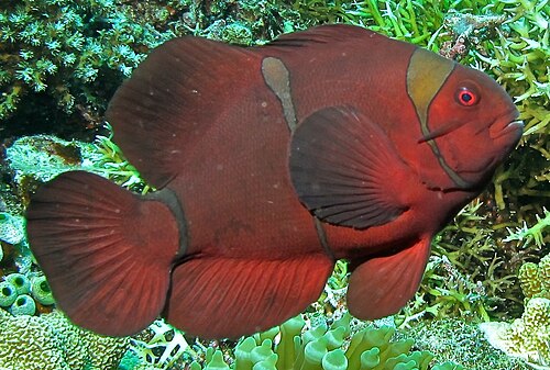 A photo of a Maroon Clownfish
