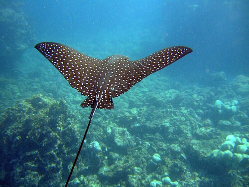 A photo of a Spotted Eagle Ray