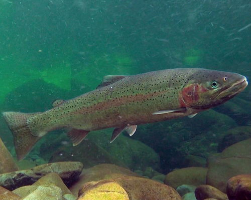 A photo of a Rainbow Trout