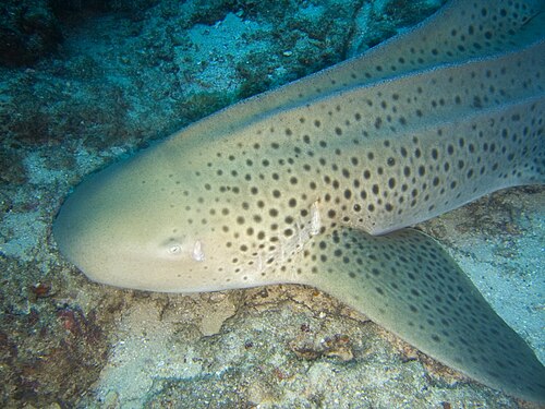A photo of a Zebra Shark