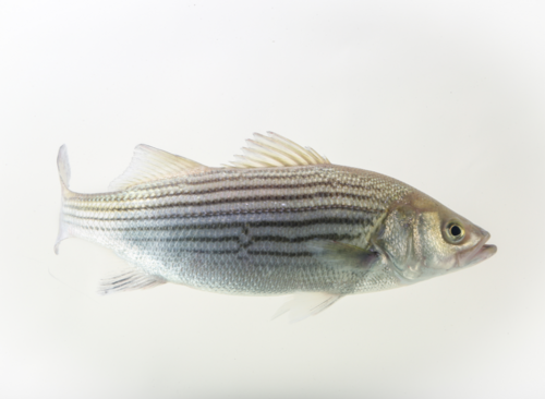 A photo of a Striped Bass