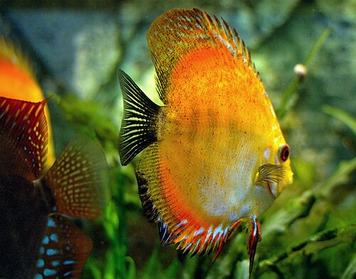 A round, disc-shaped discus cichlid with patterned sides