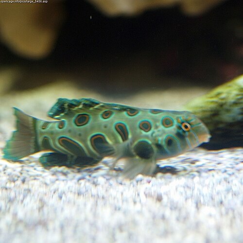 A photo of a Spotted Mandarin