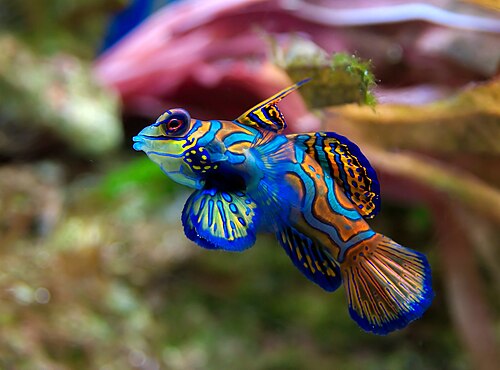 A vividly patterned mandarinfish with green and orange swirls