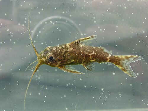 A photo of a Upside-down Catfish