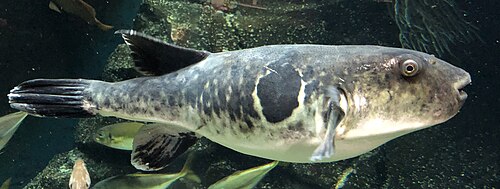 A photo of a Tiger Pufferfish