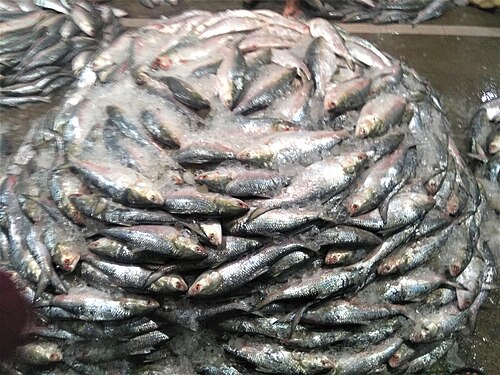 A photo of a Hilsa