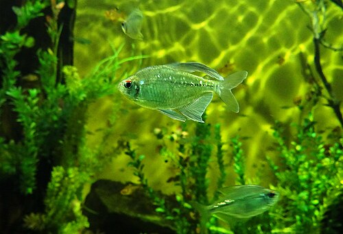 A photo of a Diamond Tetra