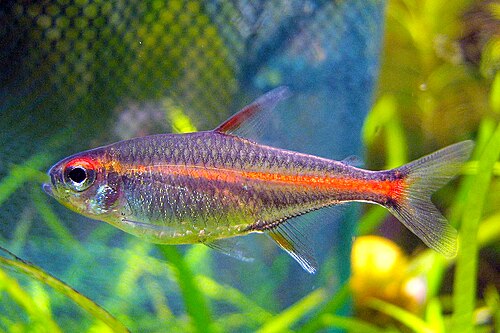 A glowlight tetra with an orange horizontal line