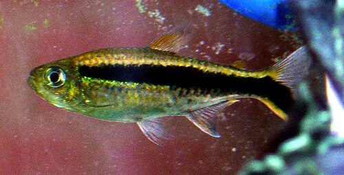 A photo of a Penguin Tetra
