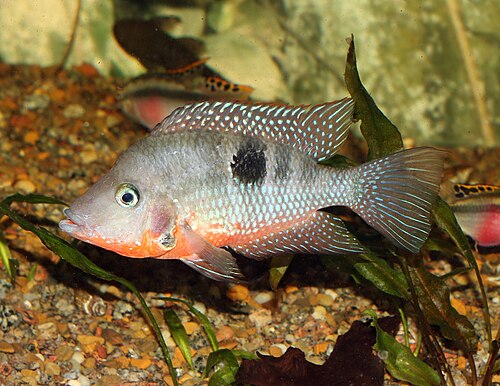 A firemouth cichlid showing red throat colour