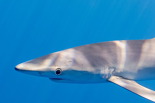 A photo of a Blue Shark