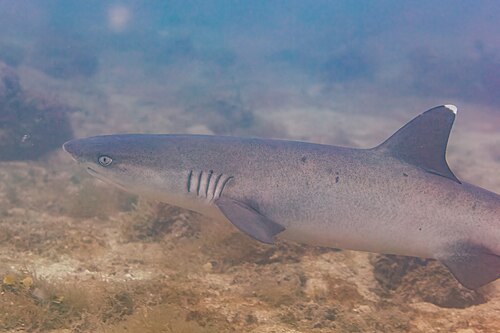 A photo of a Whitetip Reef Shark