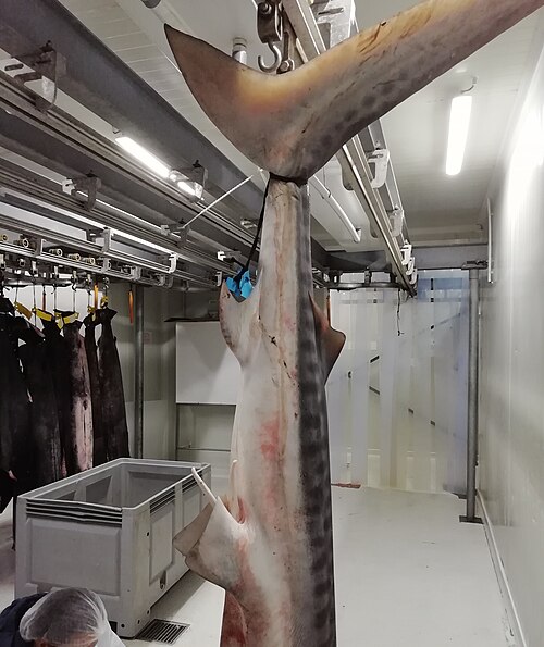 A photo of a Tiger Shark