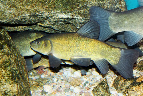 A photo of a Tench