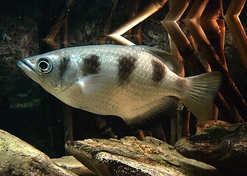 A photo of a Archerfish