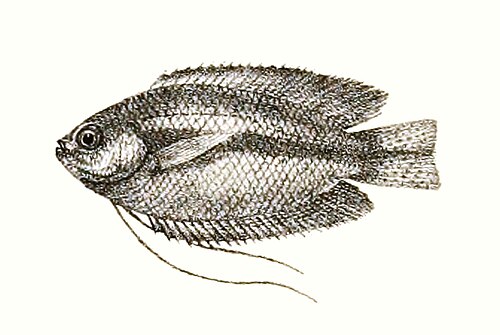 A photo of a Honey Gourami