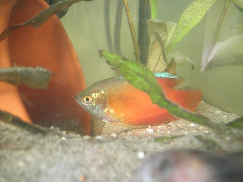 A red-and-blue banded dwarf gourami