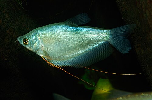 A photo of a Moonlight Gourami