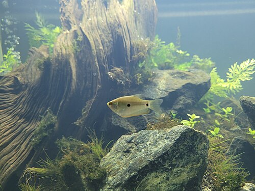 A photo of a Three Spot Gourami