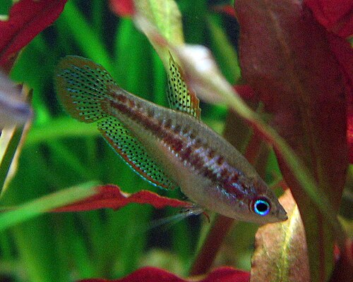 A photo of a Sparkling Gourami