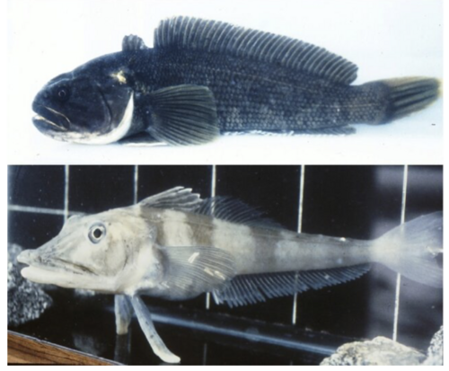 A photo of a Antarctic Icefish