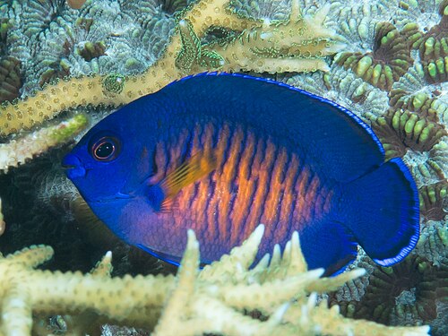 A coral beauty dwarf angelfish, blue with orange