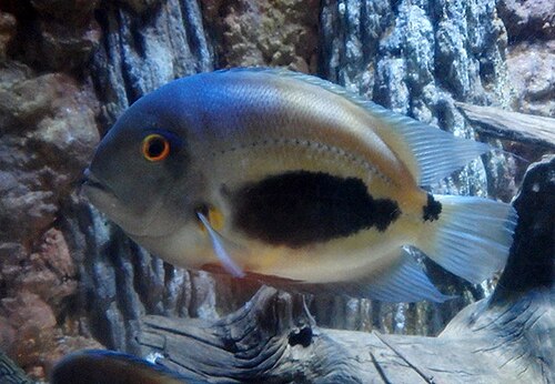 A photo of a Uaru