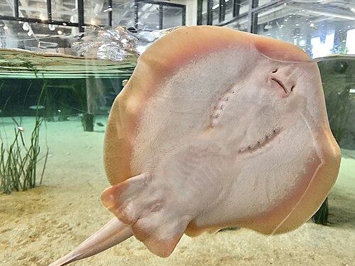 A photo of a Round Stingray