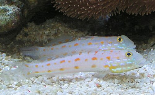 A photo of a Diamond Goby