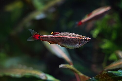 A white cloud mountain minnow with a light lateral stripe