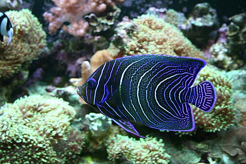 A photo of a Koran Angelfish