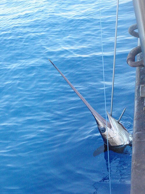 A photo of a Swordfish