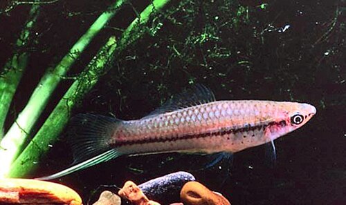 A male swordtail with an elongated, sword-like lower tail fin