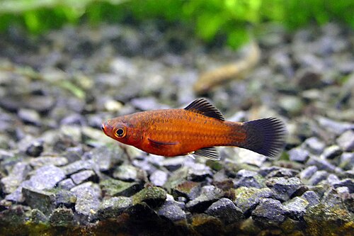 A photo of a Green Swordtail