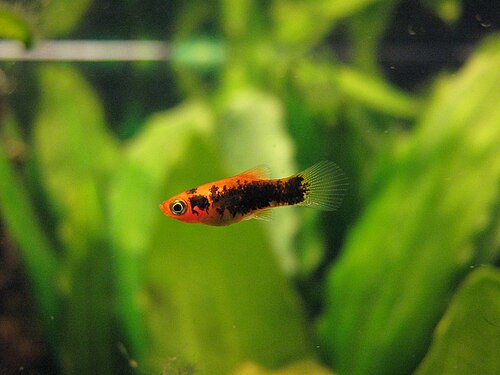 A small, colorful platy livebearer