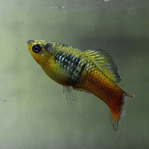A photo of a Variatus Platy